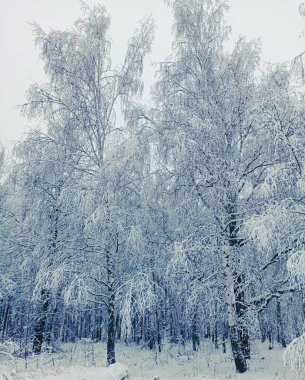 Kış ormanı Karla kaplı Rus Ormanı.