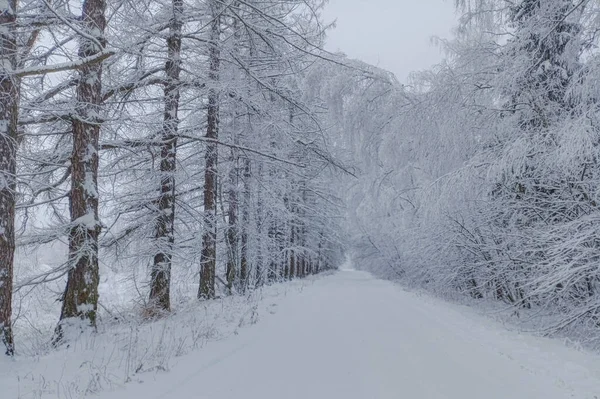 Bosque Invierno Bosque Ruso Cubierto Nieve — Foto de Stock