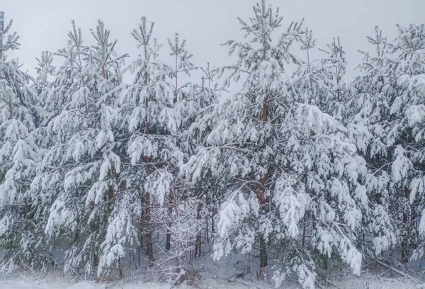 Bosque Invierno Bosque Ruso Cubierto Nieve — Foto de Stock