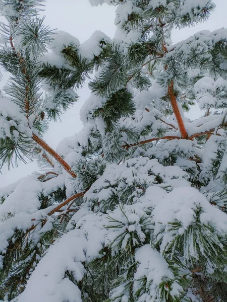 Bosque Invierno Bosque Ruso Cubierto Nieve — Foto de Stock