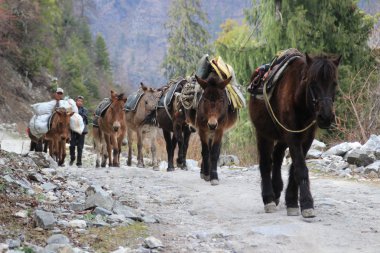 atları Himalayalar yükleri taşıma