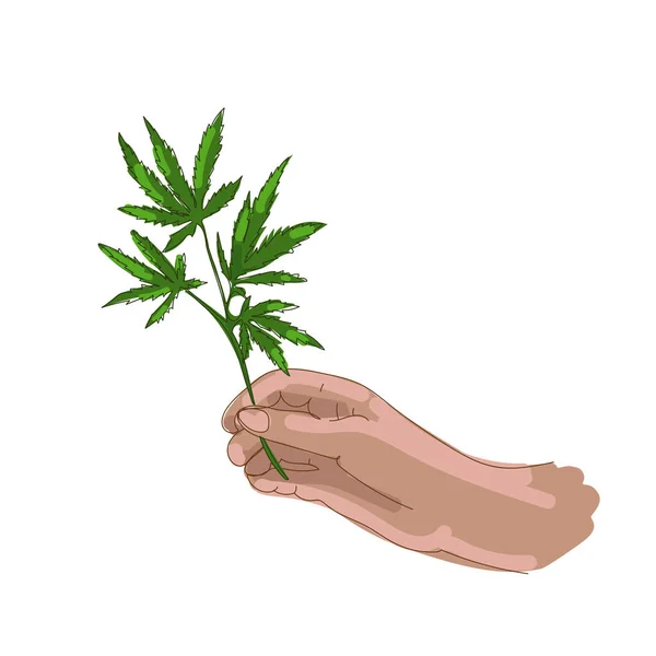 Cannabis medicinal, hemp.Human mão segurando um ramo de cannabis em um fundo branco. — Vetor de Stock