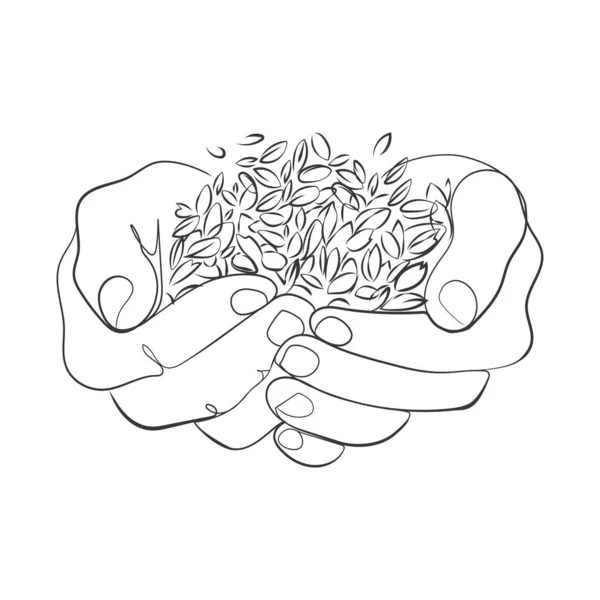 Wheat Grains Human Palms Line Art Drawing Vector Illustration Farmer — Stok Vektör