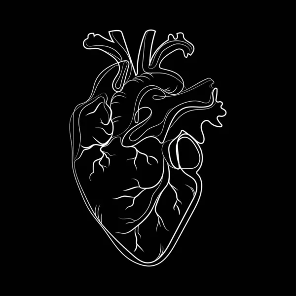 Doodle Anatomical Heart Line Art Abstract Drawing Vector Illustration Isolated — Stok Vektör