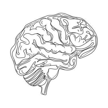 Human Brain hand-drawn icon of human internal organs vector illustration.Brain Line art drawing.Sketch style.Design concept for your medical projects post,tattoos,emblem,logo,print