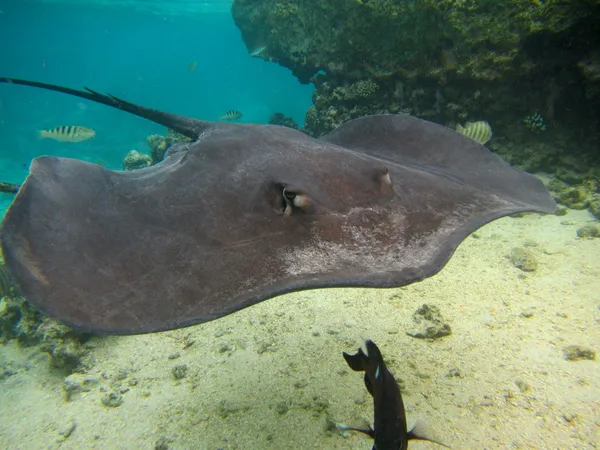 Stingray — Stock Photo, Image