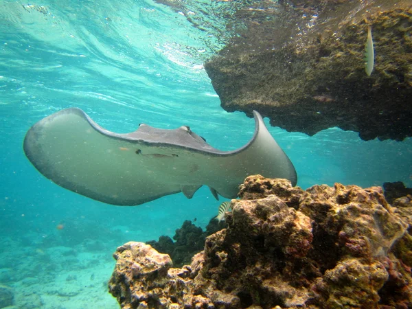 Stingray — Foto Stock