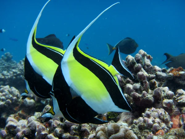 Moorish idol — Stock Photo, Image