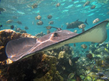 Stingray
