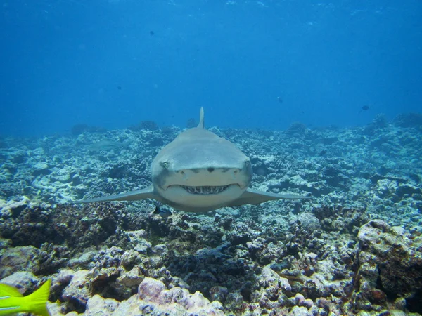 Cytrynowy rekin — Zdjęcie stockowe