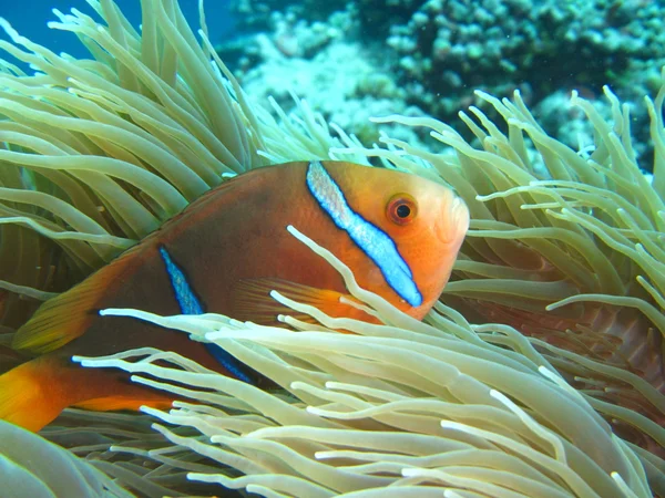 Tropical fish — Stock Photo, Image