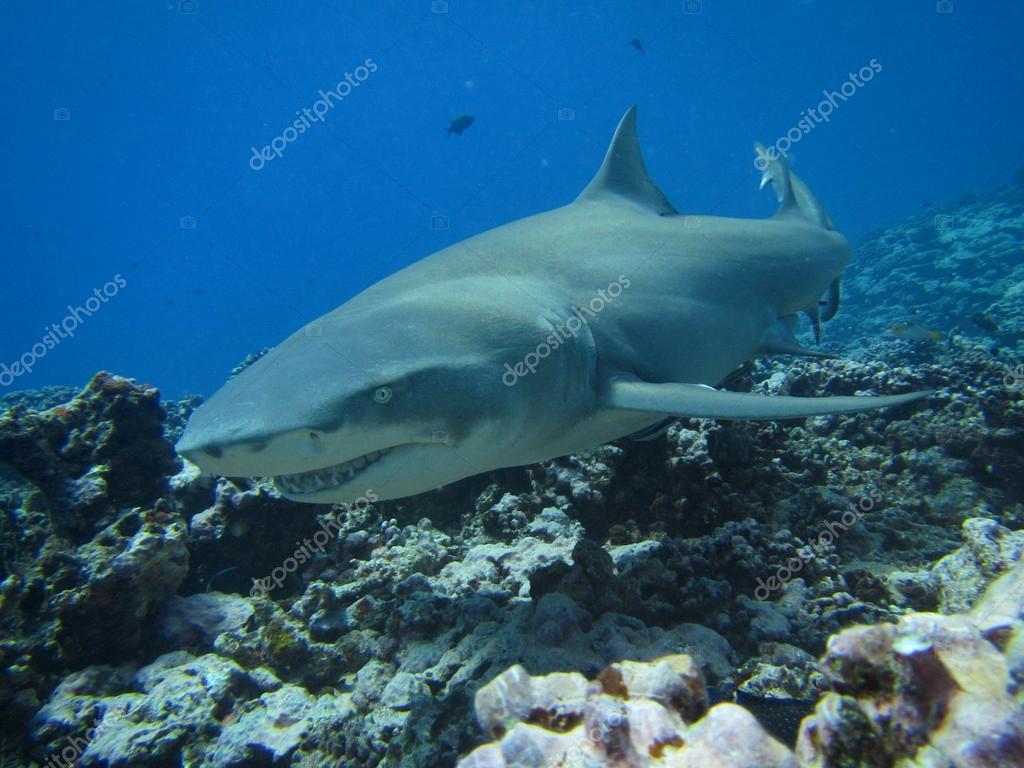 Lemon shark — Stock Photo © nicolas19806242 #21205071