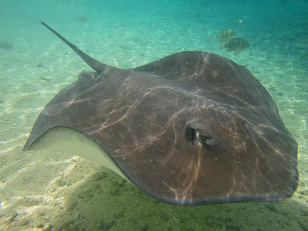 Stingray — Foto Stock