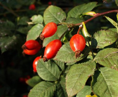 Koyu arkaplanda yaprakları olan gül ağacı meyveleri. 