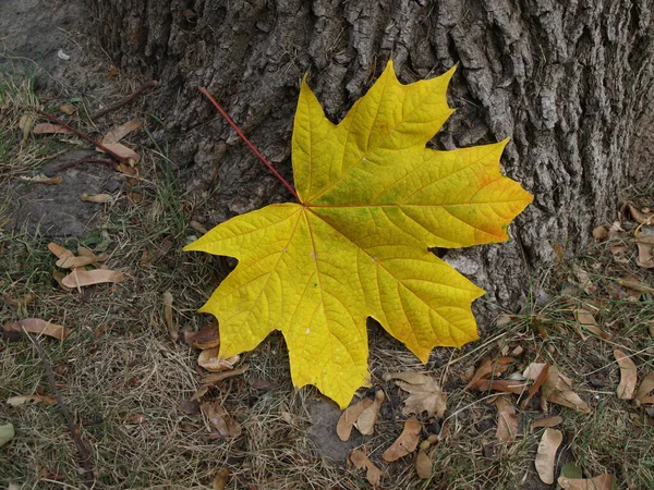 Ağacın Kabuğunda Sarı Akçaağaç Yaprağı — Stok fotoğraf