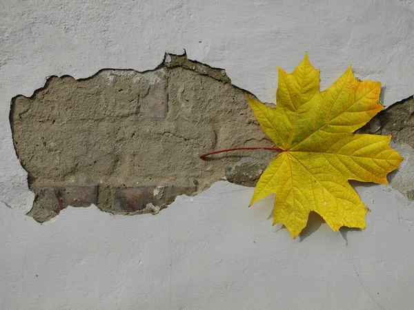 벗겨진 단풍잎 — 스톡 사진