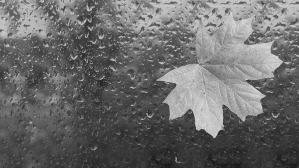 Feuille Érable Jaune Sur Fenêtre Verre Mouillé — Photo