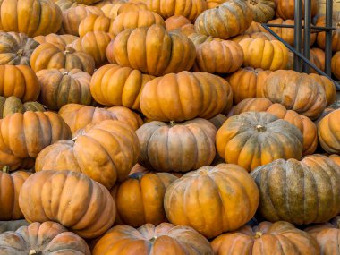 Farklı boyutlarda balkabağı yığını. 