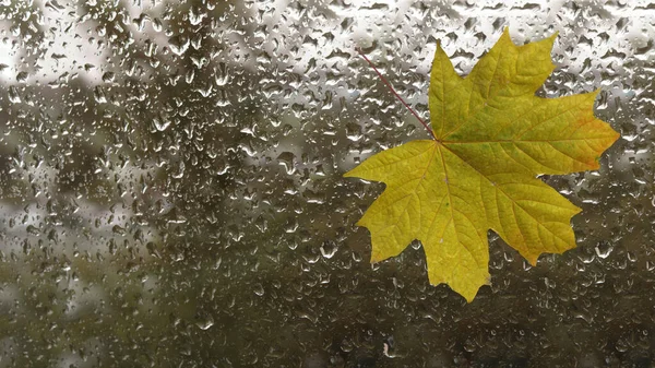 Feuille Érable Jaune Sur Fenêtre Verre Mouillé — Photo