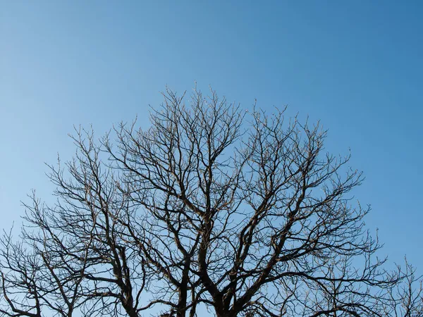 Gałęzie Drzewa Bez Liści Tle Błękitnego Nieba — Zdjęcie stockowe