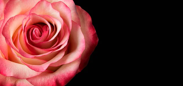 Kwiat Róży Ciemnym Abstrakcyjnym Tle — Zdjęcie stockowe