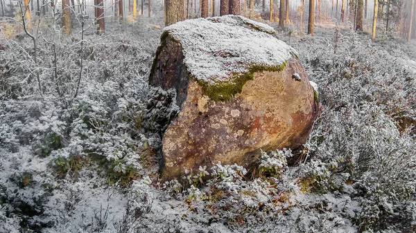 Bosque Paisaje Invierno Con Una Gran Piedra Primer Plano — Foto de Stock