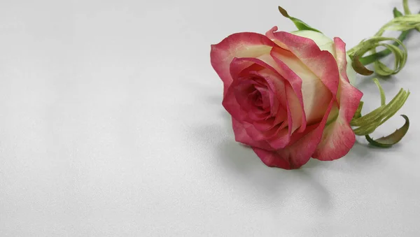 Festive Background Red Rose — Fotografia de Stock