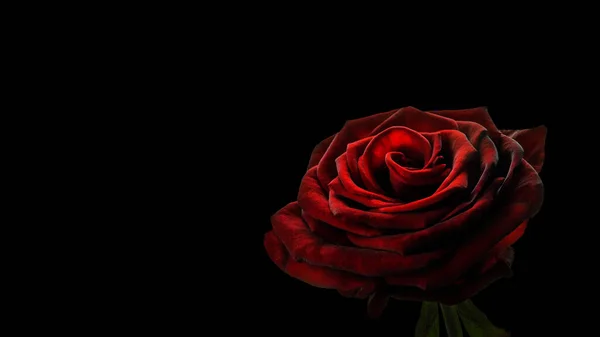 Grande Fleur Rose Rouge Sur Fond Noir — Photo
