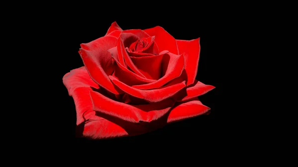 Gros Plan Rose Fleur Sur Fond Noir — Photo