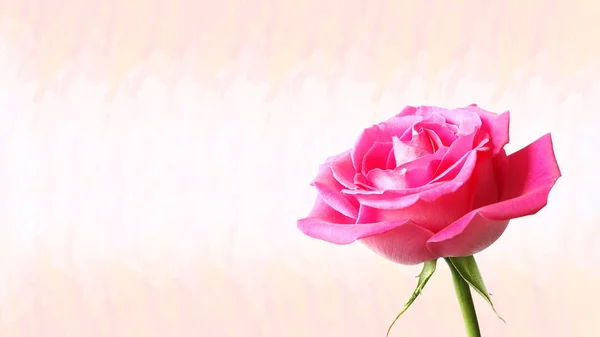 Rose Rouge Sur Fond Rose Abstrait — Photo