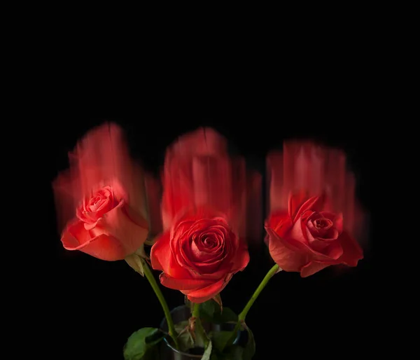 Trzy Niewyraźne Czerwone Róże Ciemnym Tle — Zdjęcie stockowe