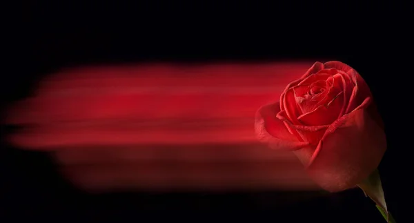 Fleur Rose Floue Sur Fond Abstrait Foncé — Photo