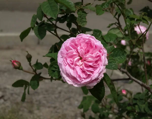Grande Fleur Rose Sur Fond Feuilles Vertes — Photo