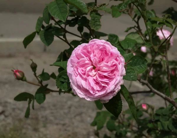 緑の葉を背景に大きなバラの花を咲かせます — ストック写真