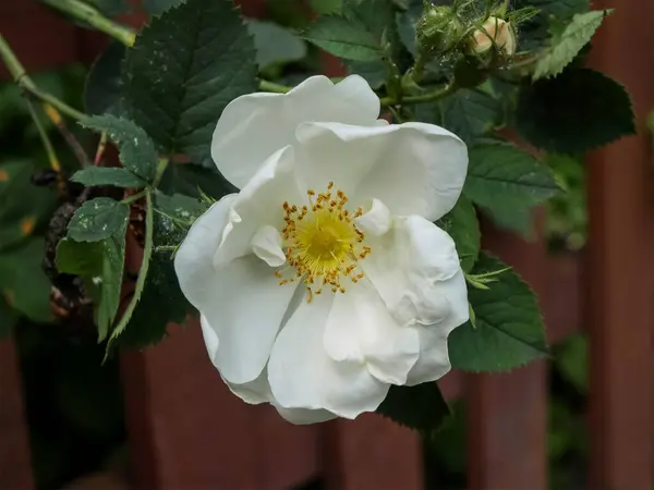 Flor Rosa Mosqueta Branca Com Folhas Verdes — Fotografia de Stock