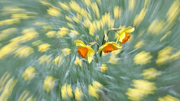 Green Yellow Blurred Background Three Narcissus Flowers — Zdjęcie stockowe