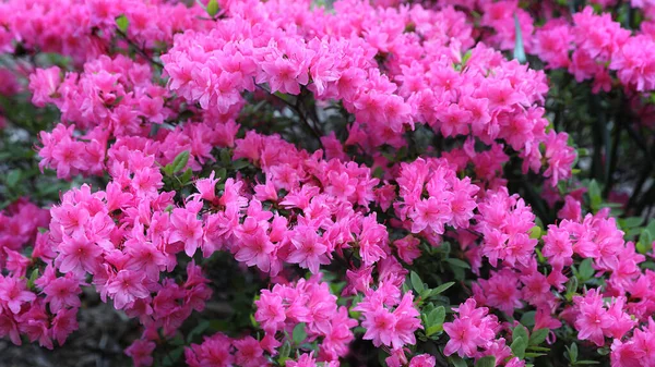 ツツジの茂みにピンクの花がたくさん咲いています — ストック写真