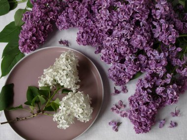 Beyaz ve mor leylak dallarının bileşimi