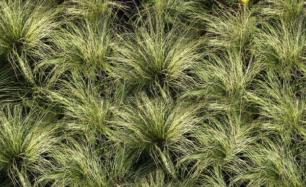 Fond Herbeux Sous Forme Nombreux Buissons Herbe — Photo