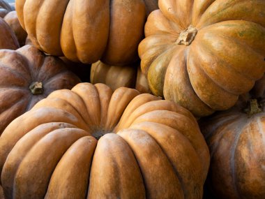 Close-up of pumpkins in different sizes
