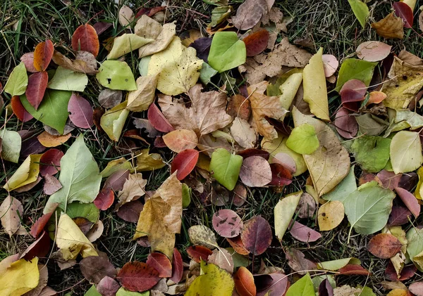 Multicolored Fallen Leaves Green Grass — Stok fotoğraf