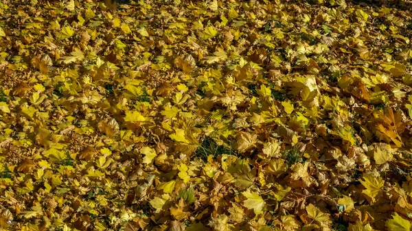 Layer Yellow Fallen Leaves Ground — Stock Photo, Image