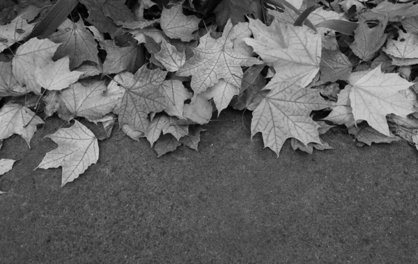 Feuilles Érable Multicolores Sur Trottoir — Photo