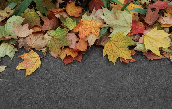 Folhas Bordo Multicoloridas Pavimento — Fotografia de Stock