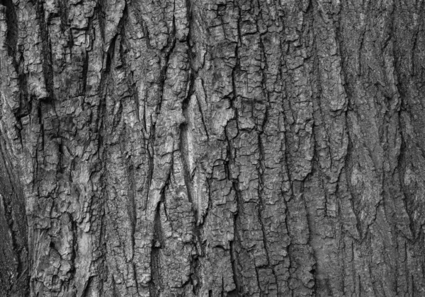 Грубая Поверхность Коры Старого Дерева — стоковое фото