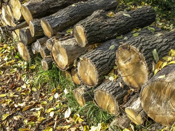 Haufen Baumstämme Mit Abgefallenem Laub Bedeckt — Stockfoto