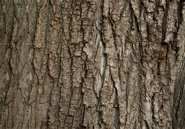 Yaşlı Bir Ağacın Kabuğunun Pürüzlü Yüzeyi — Stok fotoğraf