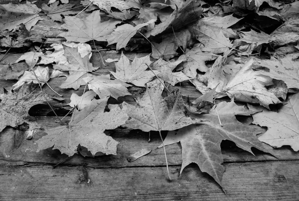 Feuilles Érable Tombées Sur Pont Bois — Photo