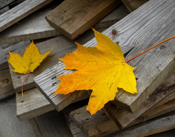 Yellow Maple Leaves Fell Wooden Planks — Stock Photo, Image