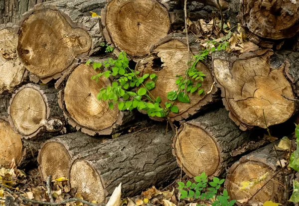 Grüne Blätter Auf Dem Hintergrund Eines Stapels Baumstämme — Stockfoto